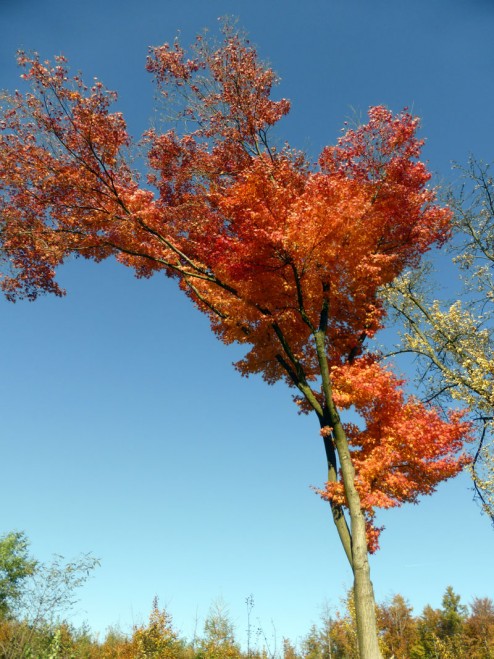 ehrenberg-herbst-2015